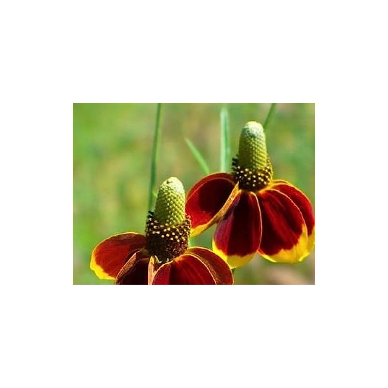 Mexican Hat, Red Mexican Hat Flower Seed, 100+ seeeds per