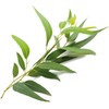 European Organic Certified Eucalyptus Essential Oil 30ml / 유럽 유기농인증