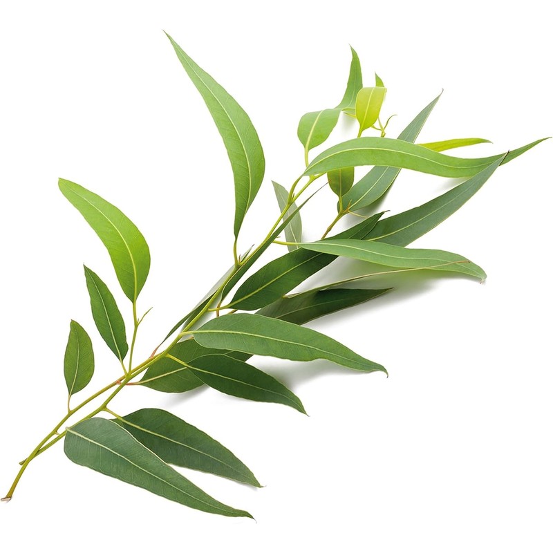 European Organic Certified Eucalyptus Essential Oil 30ml / 유럽 유기농인증