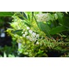 Clethra aln. 'Hummingbird' (Summersweet) Shrub, white flowers, #3 - Size