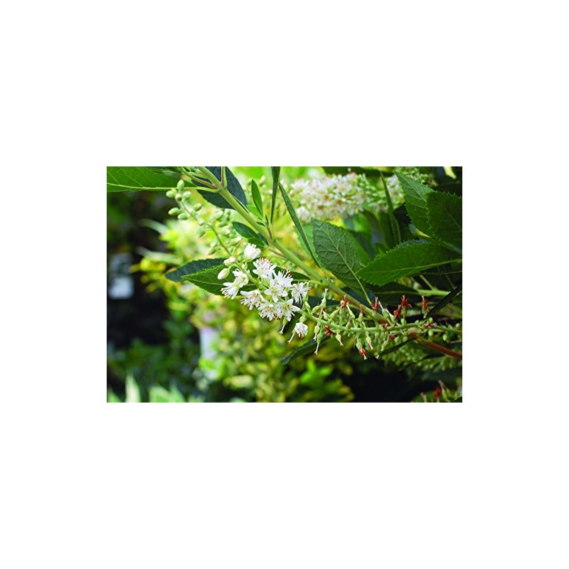 Clethra aln. 'Hummingbird' (Summersweet) Shrub, white flowers, #3 - Size