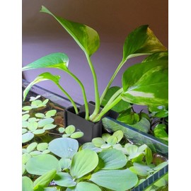 joqepy 4 Pk Upgraded Aquarium Plant Holder, 3-Hole Hanging Aquarium Plant Holder with Clip, Suitable for Fish Tank Plant Potting, Aquarium Decoration, Plant Holder for Fish Tank, Black