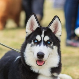 Taicols Herramienta De Cuidado De Orejas De Perro, Soporte Fijo para Orejas De Perro, Soporte Vertical para Corrección De Orejas De Perro Doberman Pinscher Samoyedo, Cachorros De 2 a 6 Meses De Edad