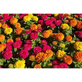 California Giants Zinnia Mix - Red, Orange, Yellow, White, Pink, and Purple Flowers - Attracts Butterflies - 250 Seeds