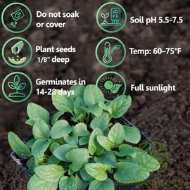 Prunella Vulgaris Seeds – 700 Count Heirloom Non-GMO Self-Heal Herb for Planting – Edible Purple Flowering Groundcover for Pollinators & Herbal Gardens