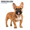 Modern Calendar 2025 French Bulldog