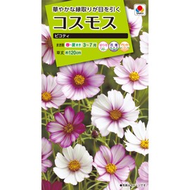 Takii Seedling Cosmos Picoty