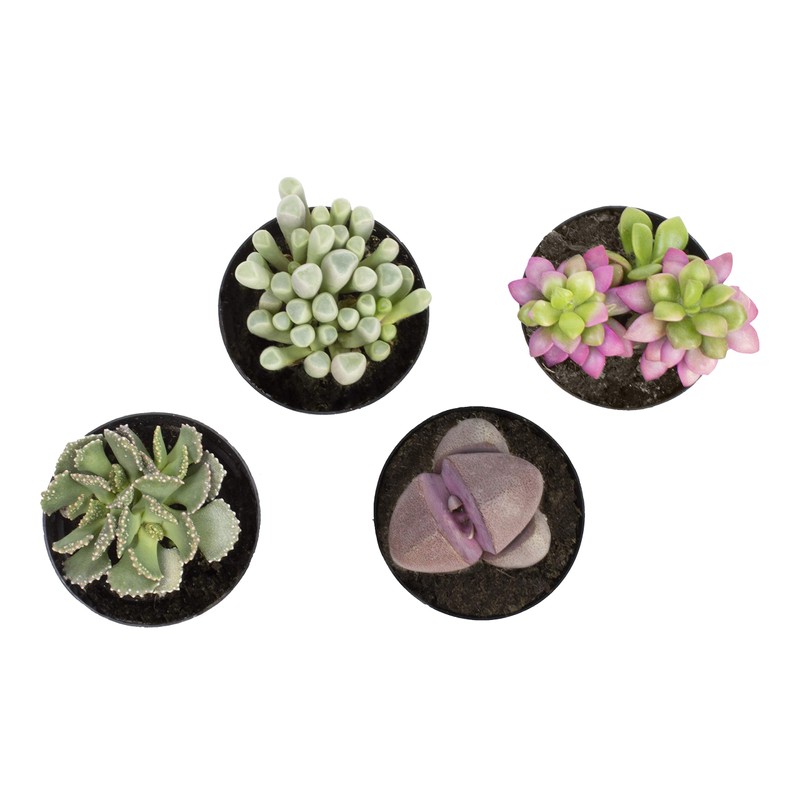 Altman Plants, Mimicry Succulents Plants Live Mini Succulents (4 Pack),