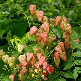 Koelreuteria bipinnata (Chinese Flame Tree) Tree Seed by MySeeds.Co, You Choose The Quantity (1 oz (250 Seed))