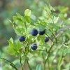 Charm Goods Bilberry Concentrated Powder 500g/pack / Charm Goods 빌베리농축분말