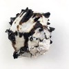 Heyiwell 1PC Black Murex Sea Shells,Large Black Murex Hermit Crab