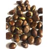 Loquat Japanese Loquat Seeds 20pcs Sweet Tropical Fruit Tree Ready
