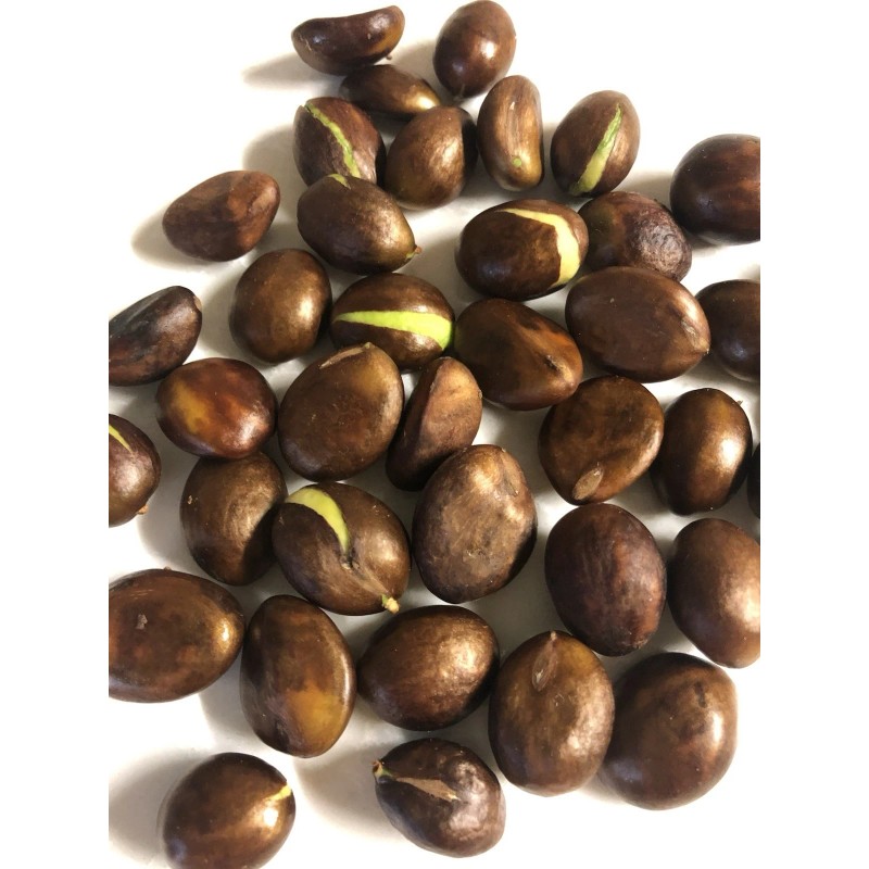 Loquat Japanese Loquat Seeds 20pcs Sweet Tropical Fruit Tree Ready