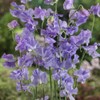 Outsidepride Sweet Peas Royal Lavender - 500 Seeds