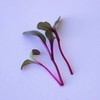 Beet Seeds - Red Round - 1 Oz ~1,500 Seeds