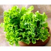 Curly Leaf Lettuce 1000+ Seeds for Planting Non-GMO