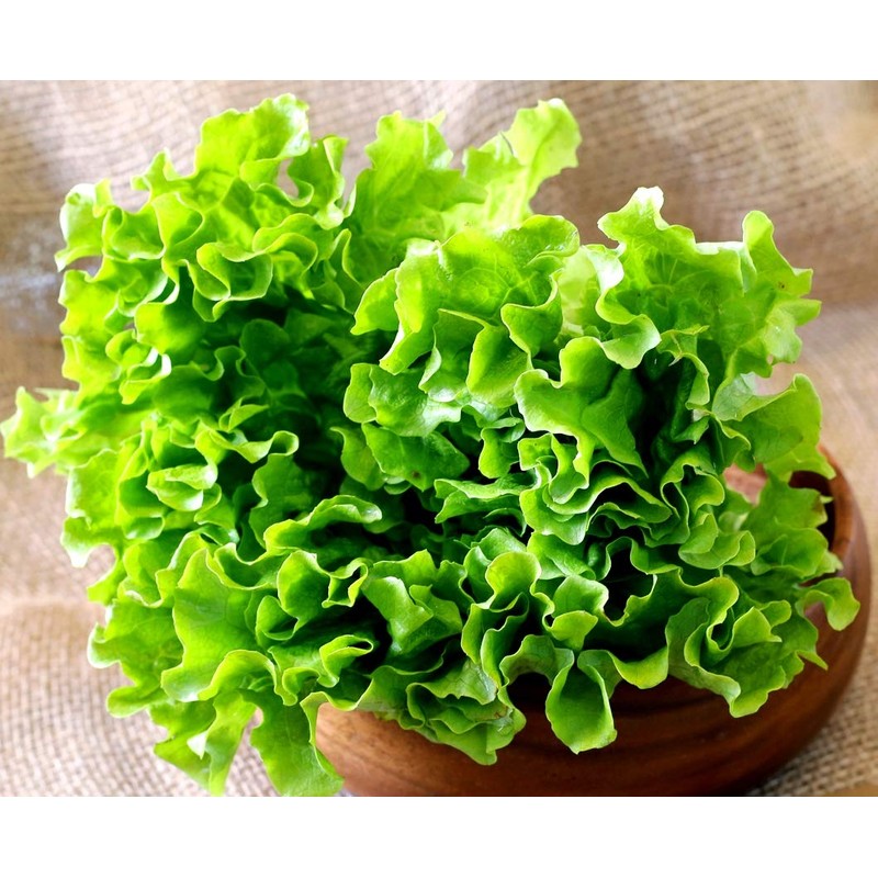 Curly Leaf Lettuce 1000+ Seeds for Planting Non-GMO