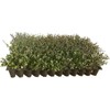 Dwarf Yaupon Holly | Ilex Schilling Stokes Vomitoria | 20
