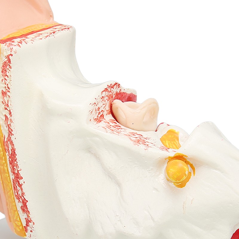 Human Ear Anatomical Model Clear Structure Simulation Inner Ear Model