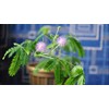 SeedsUP - 40+ Seeds Mimosa Shy Sensitive Plant Fast Growing