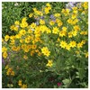Everwilde Farms - 200 Engelmann Daisy Native Wildflower Seeds -