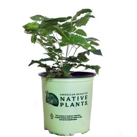 American Beauties Native Plants - Aruncus dioicus (Goats Beard, Brides Feathers) Perennial, white flowers, #2 - Size Container