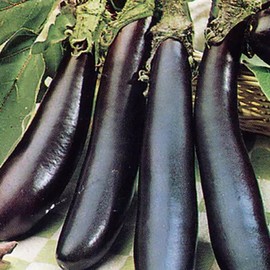 250 Eggplant Seeds - Talong Purple No.1 Heirloom, Philippines Most Used Eggplant, Premium Non-GMO, Open Pollinated, US Grown Seed, Always Fresh!