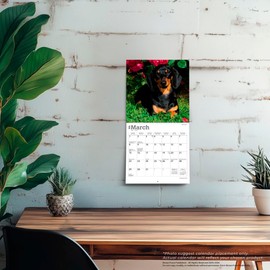 Dachshunds | 2026 7 x 14 Inch (Hanging) Monthly Mini Wall Calendar | BrownTrout | Animals Dog Breeds