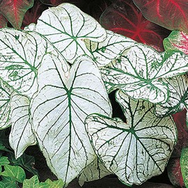 Dwarf Candidum Jr. - White Caladium - Large Root - Zones 9-11