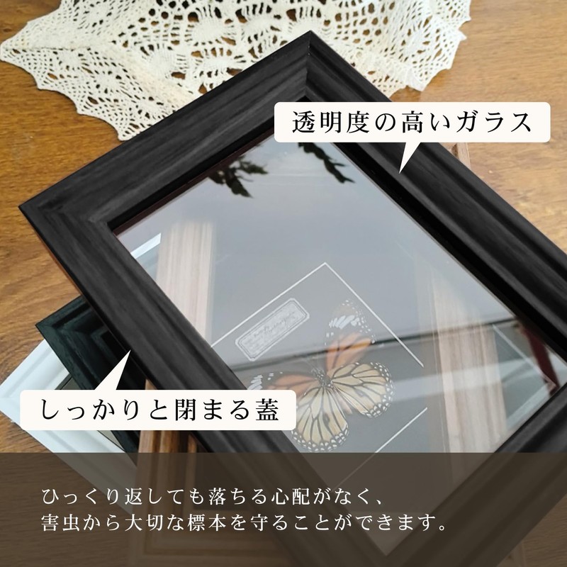 COZENTA Specimen Box Seara Case Butterfly Small Wooden (Brown Outer