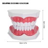 Modelo de Dientes de Enseñanza Modelo de Dientes Estándar con