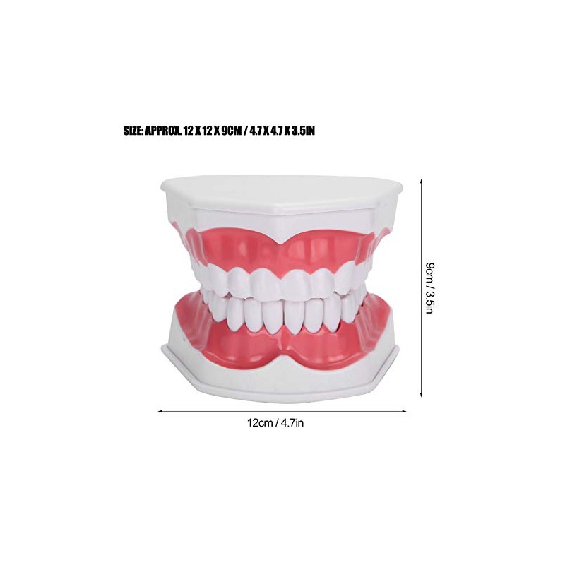 Modelo de Dientes de Enseñanza Modelo de Dientes Estándar con