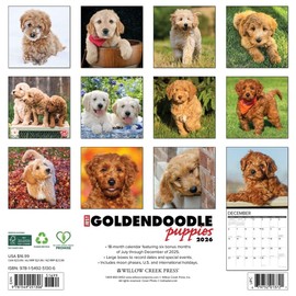 Goldendoodle Puppies 2026 12" x 12" Wall Calendar