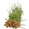 26700-120 Tulsi Basic, 120 Capsules, Holy Tulsi Basic, Ayurveda "Indian