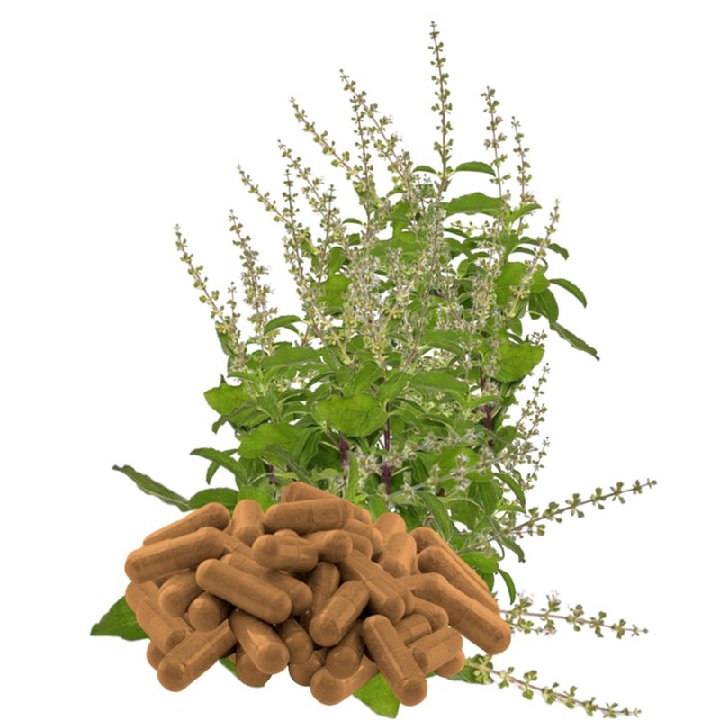 26700-120 Tulsi Basic, 120 Capsules, Holy Tulsi Basic, Ayurveda "Indian