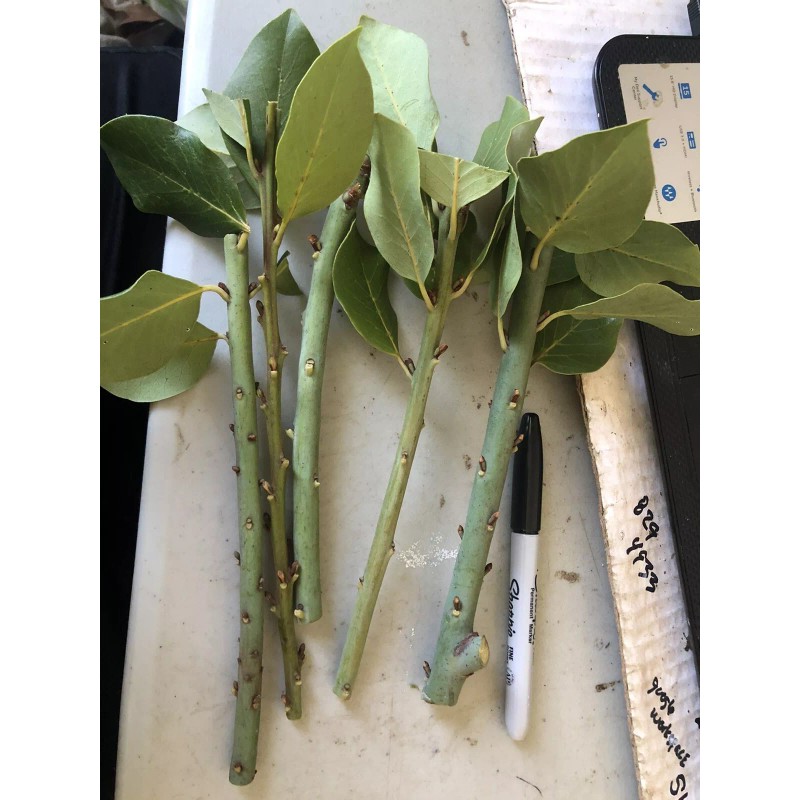 Tree 5 Sweet Laurel Bay Tree Plant Cuttings. Free US