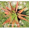 Aloe Rooted Aloe Dorotheae Red Sunset Aloe. 12-15 in Tall