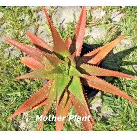 Aloe Rooted Aloe Dorotheae  Red Sunset Aloe. 12-15 in Tall Live Plant Succulent RARE
