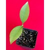 Lemon Drop Mangosteen Garcinia Intermedia Yellow Tropical Fruit Tree Plant