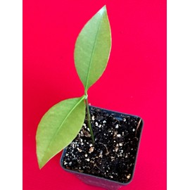 Lemon Drop Mangosteen Garcinia Intermedia Yellow Tropical Fruit Tree Plant