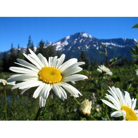 CEMEHA SEEDS - Seeds Giant Ornamental Meadow Chamomile (Big Daisy) Large-Flowered Perennial Flowers for Planting
