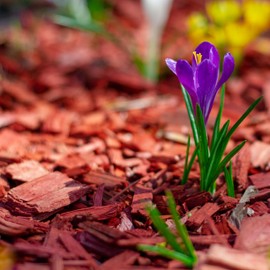 GARDENWISE Premium Red Wood Mulch for Indoor, Patio, Potting Media, Gardens, Lawns, and Landscaping (0.3 CF - 8 L - 9 QTS)