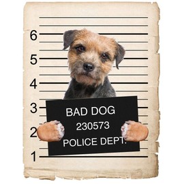 Border Terrier Dog Mugshot Bad Dog Car Bumper Magnet, Magnetic for Refrigerator, Decorative Fridge, Office, Whiteboard, Kitchen, Locker Waterproof Decor, Family & Friends, 4x7 in