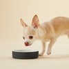 PAIKKA Slow Feed Bowl Black XS
