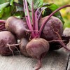 Premier Seeds Direct PREMIER SEEDS DIRECT - Beetroot Seeds -