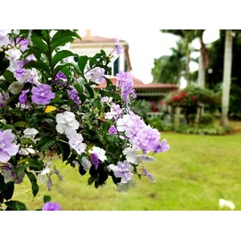 Yesterday, Today and Tomorrow | 10 Live Plants | Brunfelsia Pauciflora Floribunda | Beautiful Blooming Violet & White Flowers Evergreen Screening Shrub