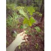 Tree 2 foot tall! Hawaiian Kukui nut tree * Aleurites