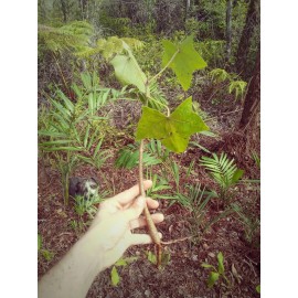 Tree 2 foot tall! Hawaiian Kukui nut tree * Aleurites moluccanus * Tropical Plant