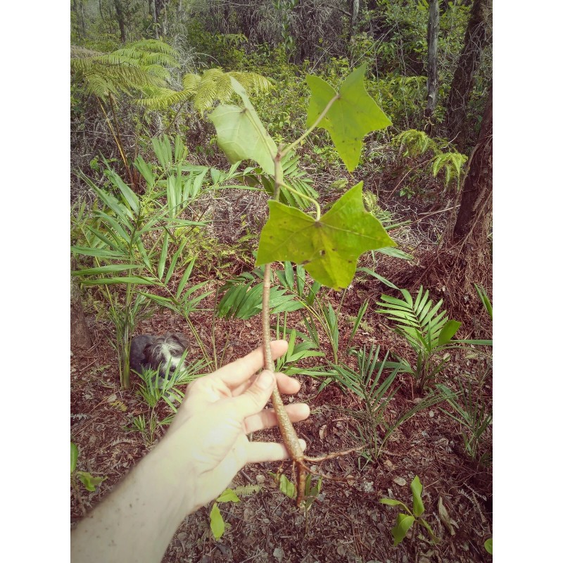Tree 2 foot tall! Hawaiian Kukui nut tree * Aleurites