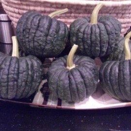 Seeds Bee Blooming Black Fatsu Squash  (Untreated Seeds) Comb S/H